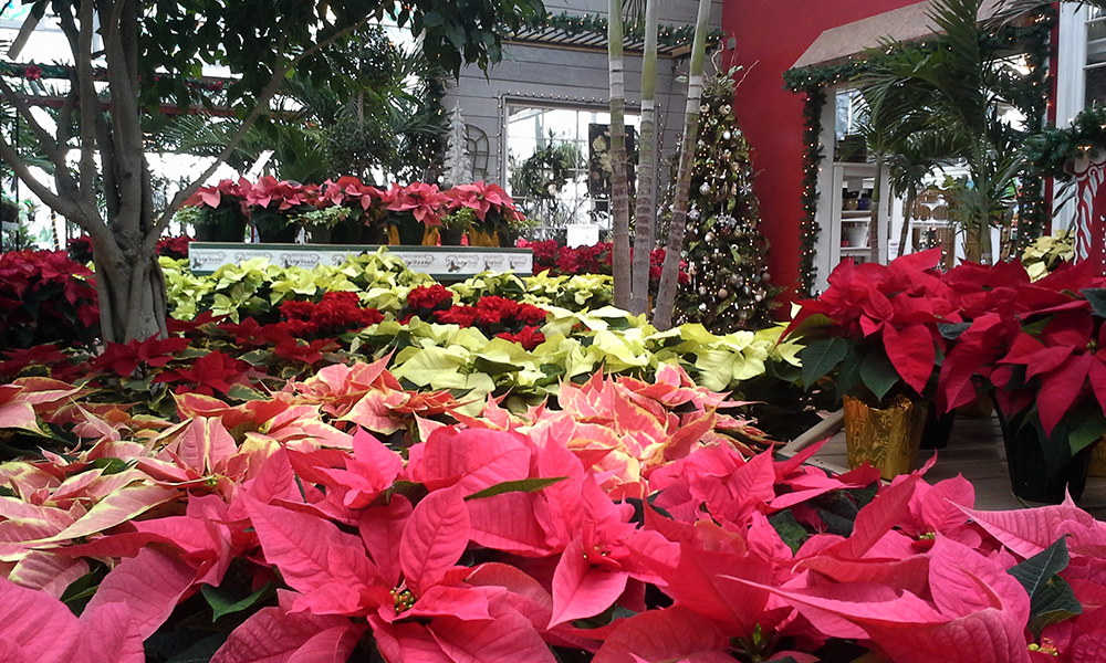 Poinsettias at Patuxent Nursery Poinsettias at Patuxent Nursery