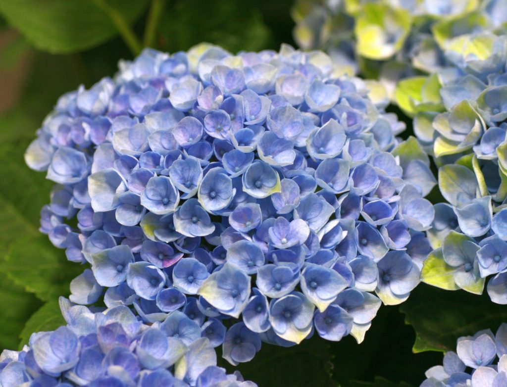Home & Garden Accents