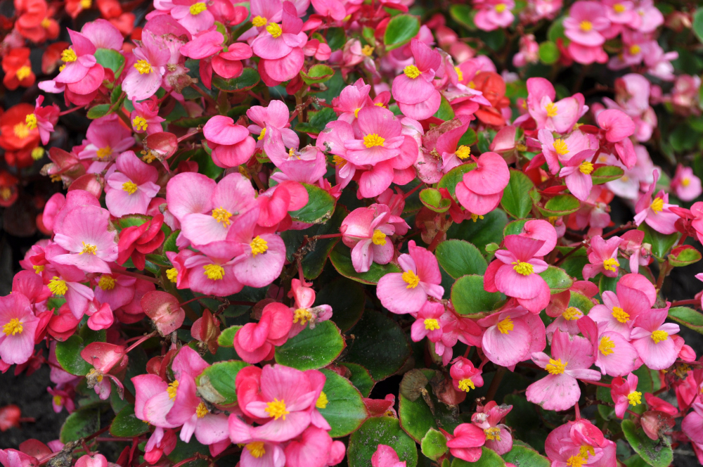 Contact Annuals Department