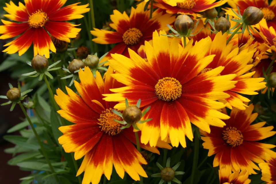 Perennials