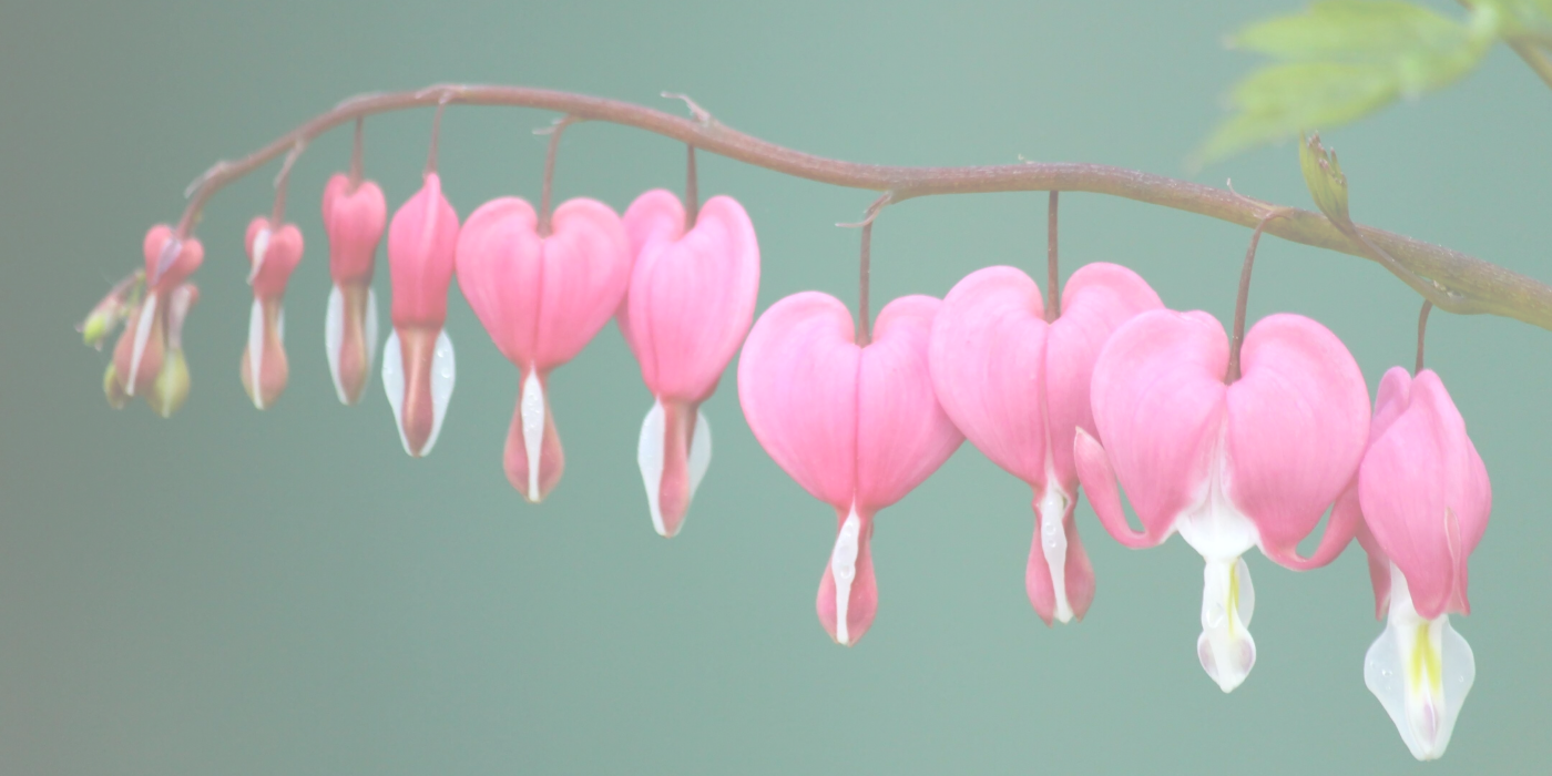 BLEEDING HEARTS Slider