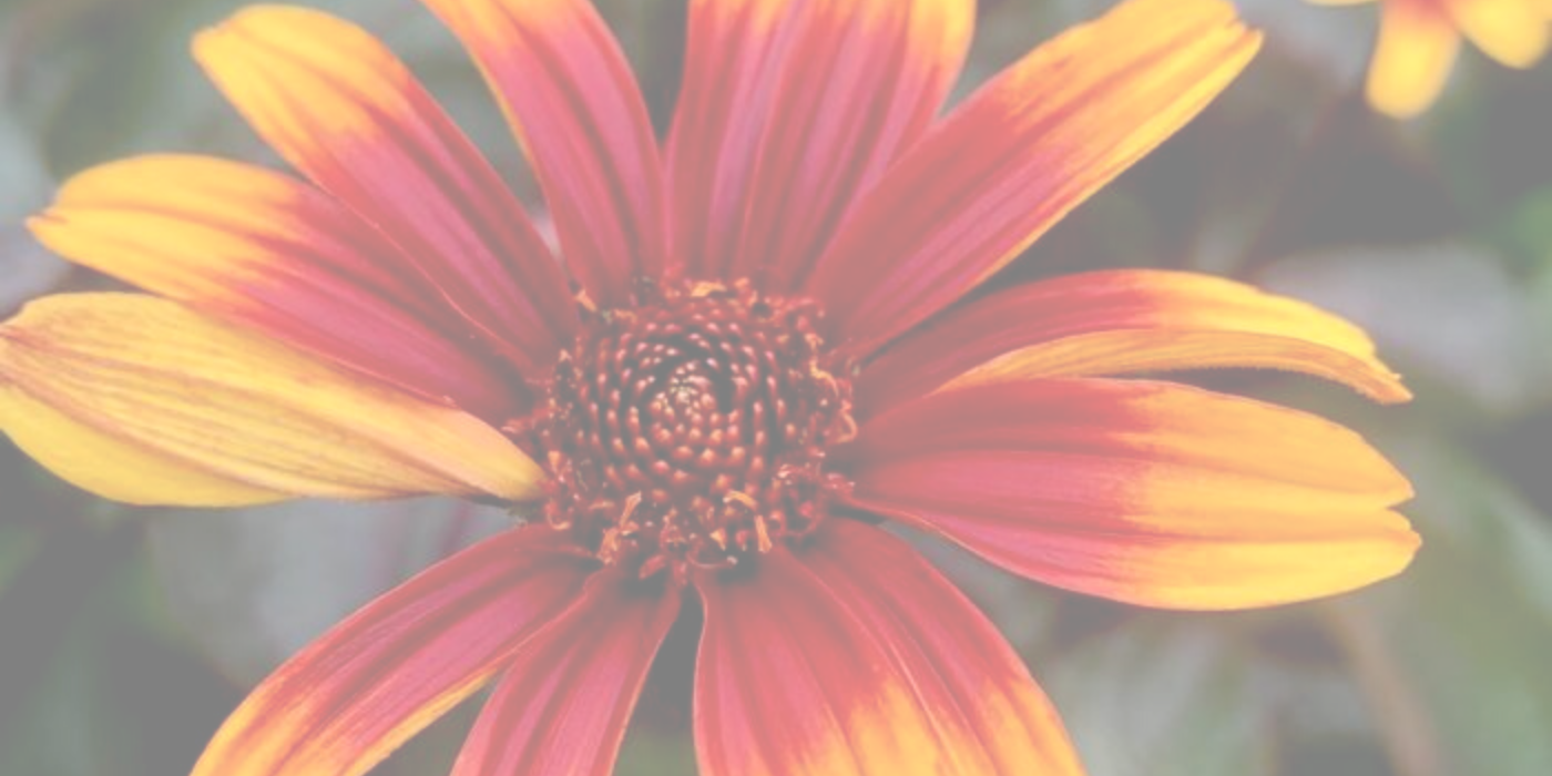 BURNING HEARTS SUNFLOWER Slider