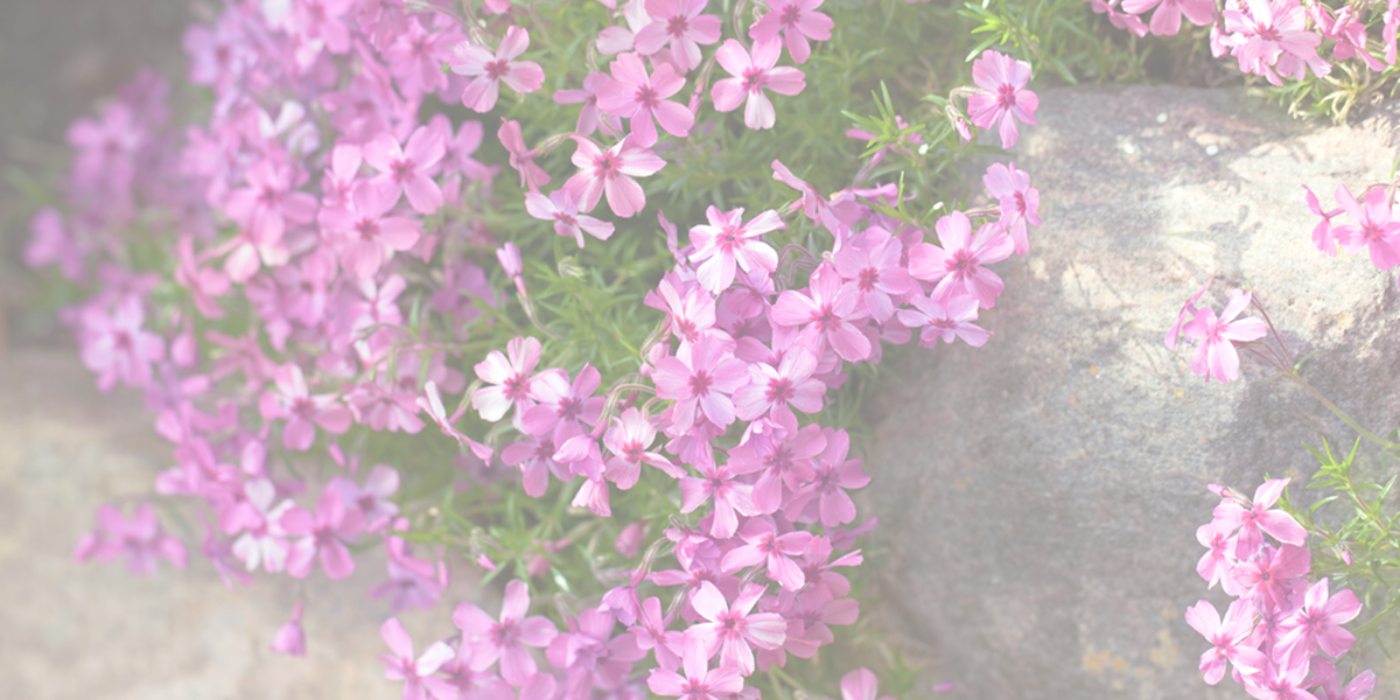 CREEPING PHLOX Slider (1)
