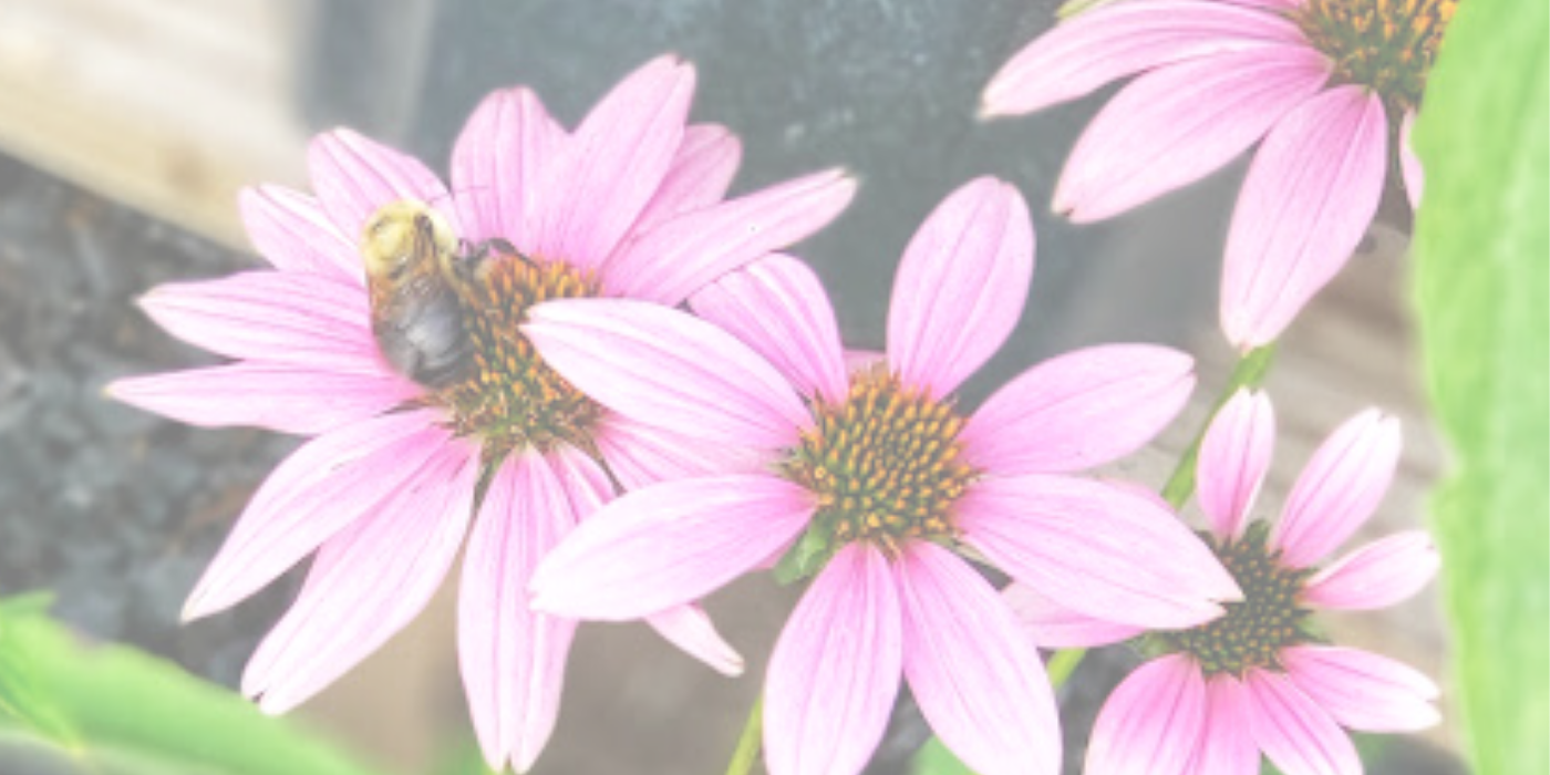 ECHINACEA Slider