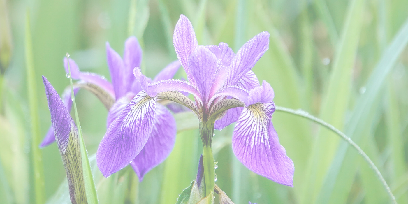 IRIS Slider