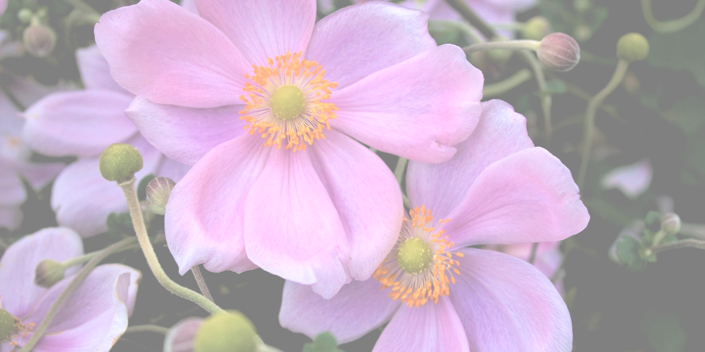 JAPANESE ANEMONES Slider