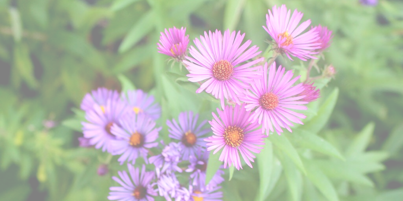 NE ASTER Slider
