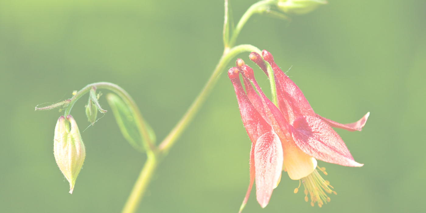 RED COLUMBINE Slider