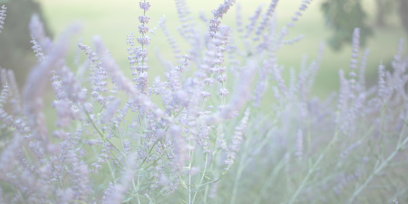 RUSSIAN SAGE Slider (2)