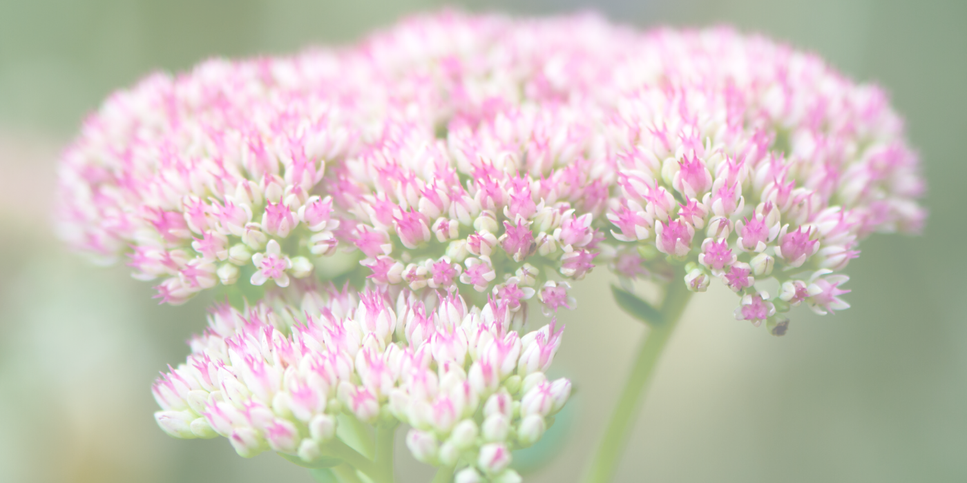 SEDUM Slider