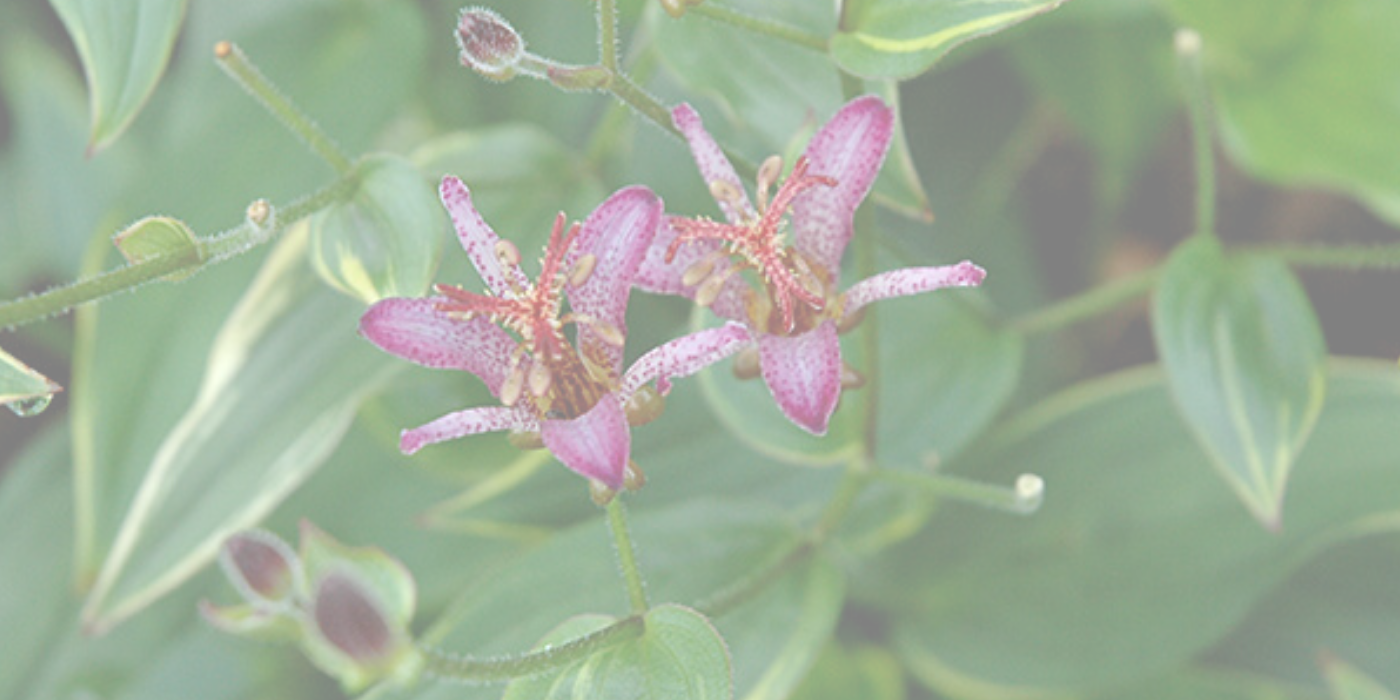 TOADLILY Slider