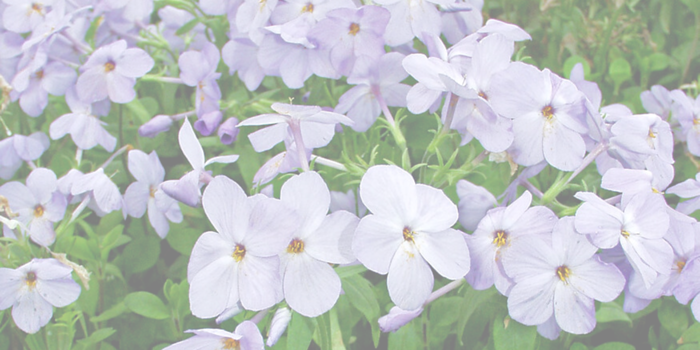 WOODLAND PHLOX Slider