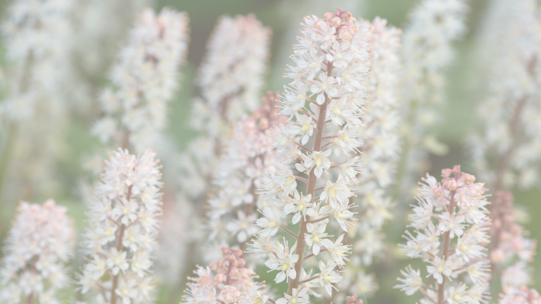 Patuxent Blog Banners (15) tirarella cordifola or creeping foamflower
