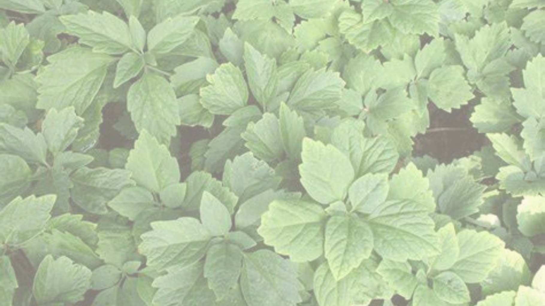 Patuxent Blog Banners (16) pachysandra procumbens at patuxent nursery