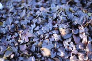 Ajuga Groundcover For Sale Maryland Plant Nursery