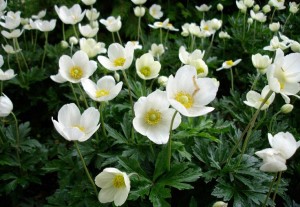 Anemone Perennials for Sale Online