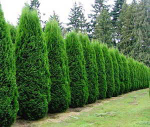 Arborvitae Emerald Green Privacy Trees for Sale at Patuxent Nursery