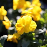 Pansies - Patuxent Nursery - Fall Color