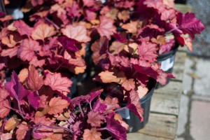 Coral Bells Heuchera Perennials for Sale Online