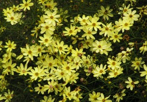 Coreopsis Sun Perennial for Sale Online