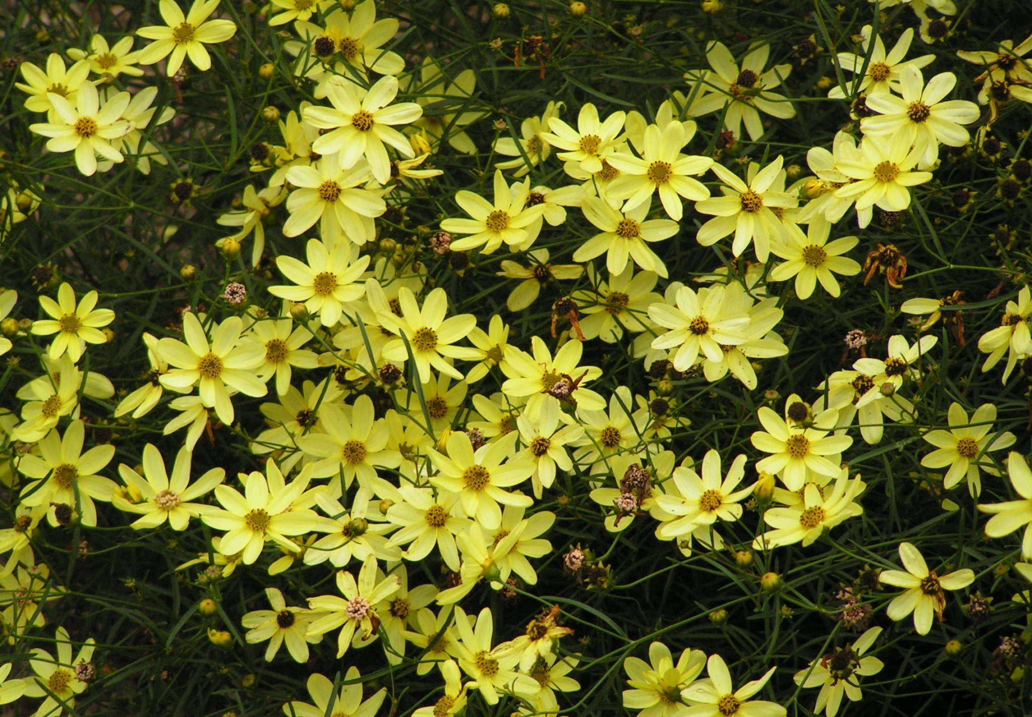 Did you know you can plant in the summer? Patuxent Nursery