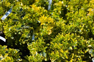 EuonymusGolden-1