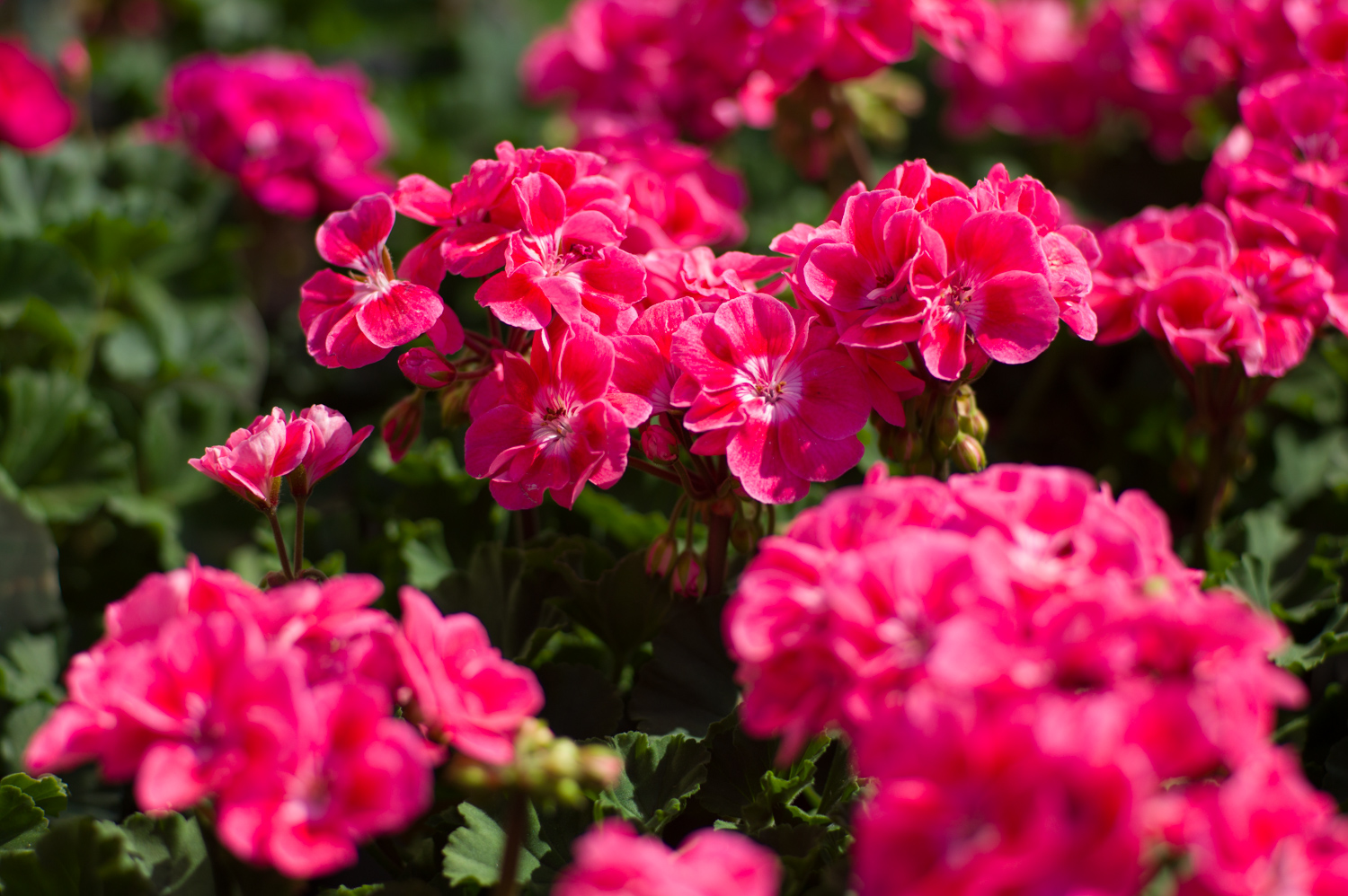 geraniums for sale at Patuxent Nursery