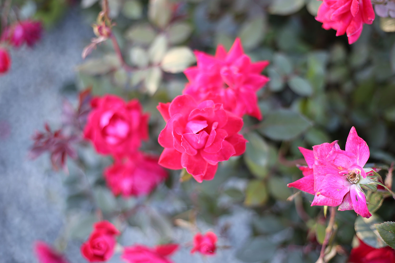 Did you know you can plant in the summer? Patuxent Nursery