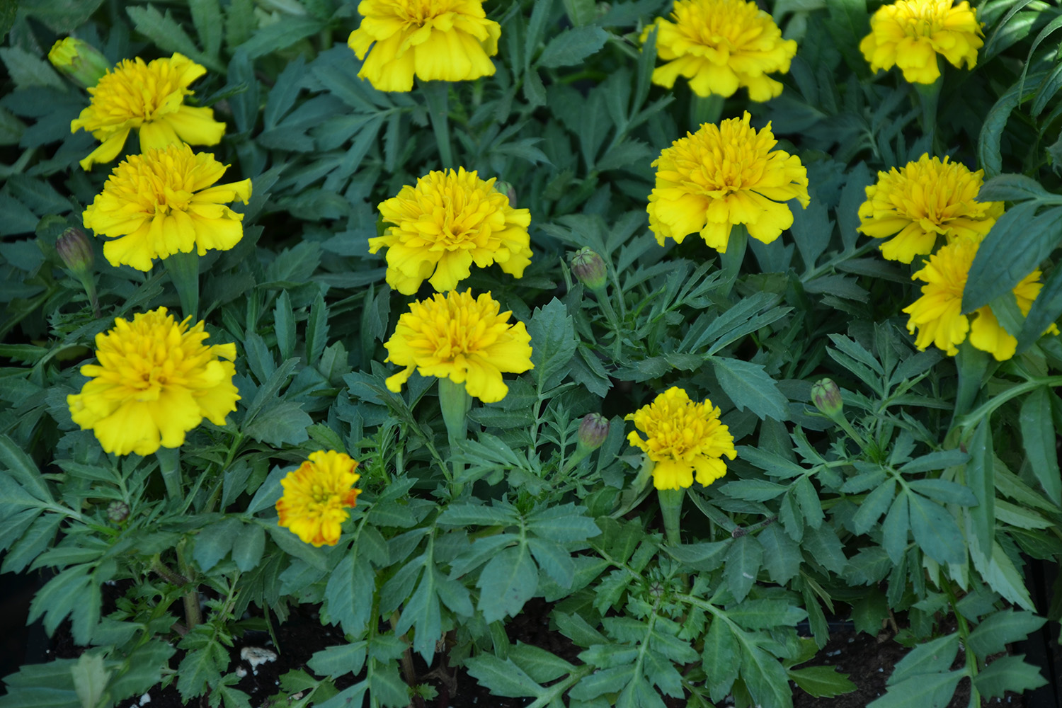 Did you know you can plant in the summer? Patuxent Nursery