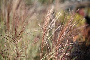 Miscanthus Grass For Sale Maryland Plant Nursery