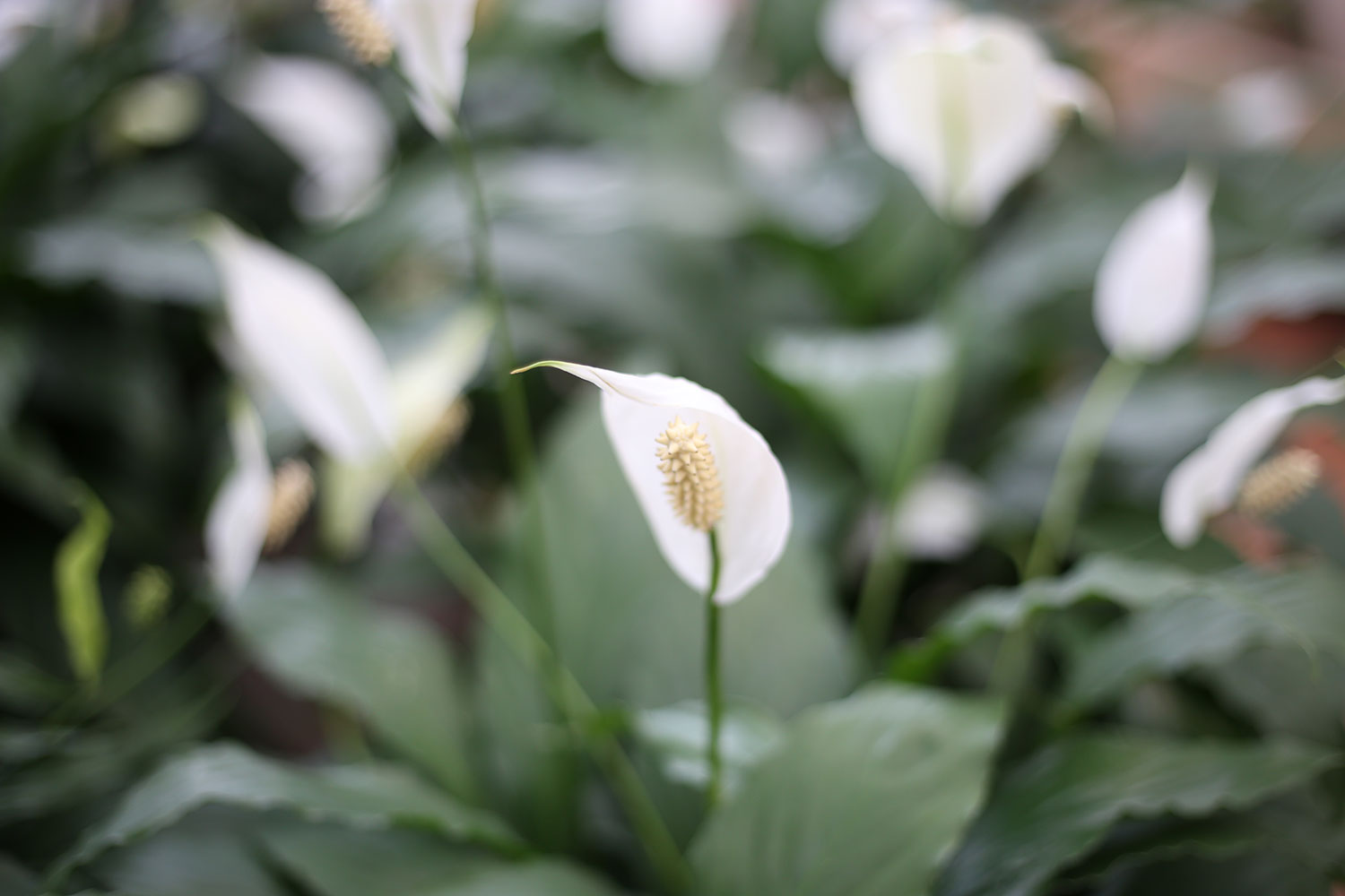 Peace Lilies for Sale at Patuxent Nursery