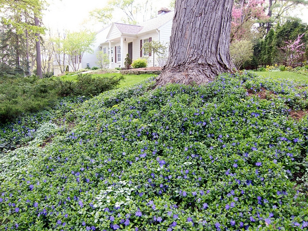 Vinca Groundcover For Sale Maryland Plant Nursery