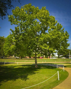 American Sycamore - Shade Trees for Sale - Patuxent Nursery, Bowie, MD