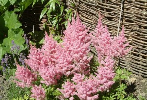 Astilbe Shade Perennial for Sale Online