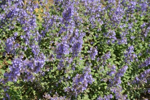 Catmint Perennials for Sale Online