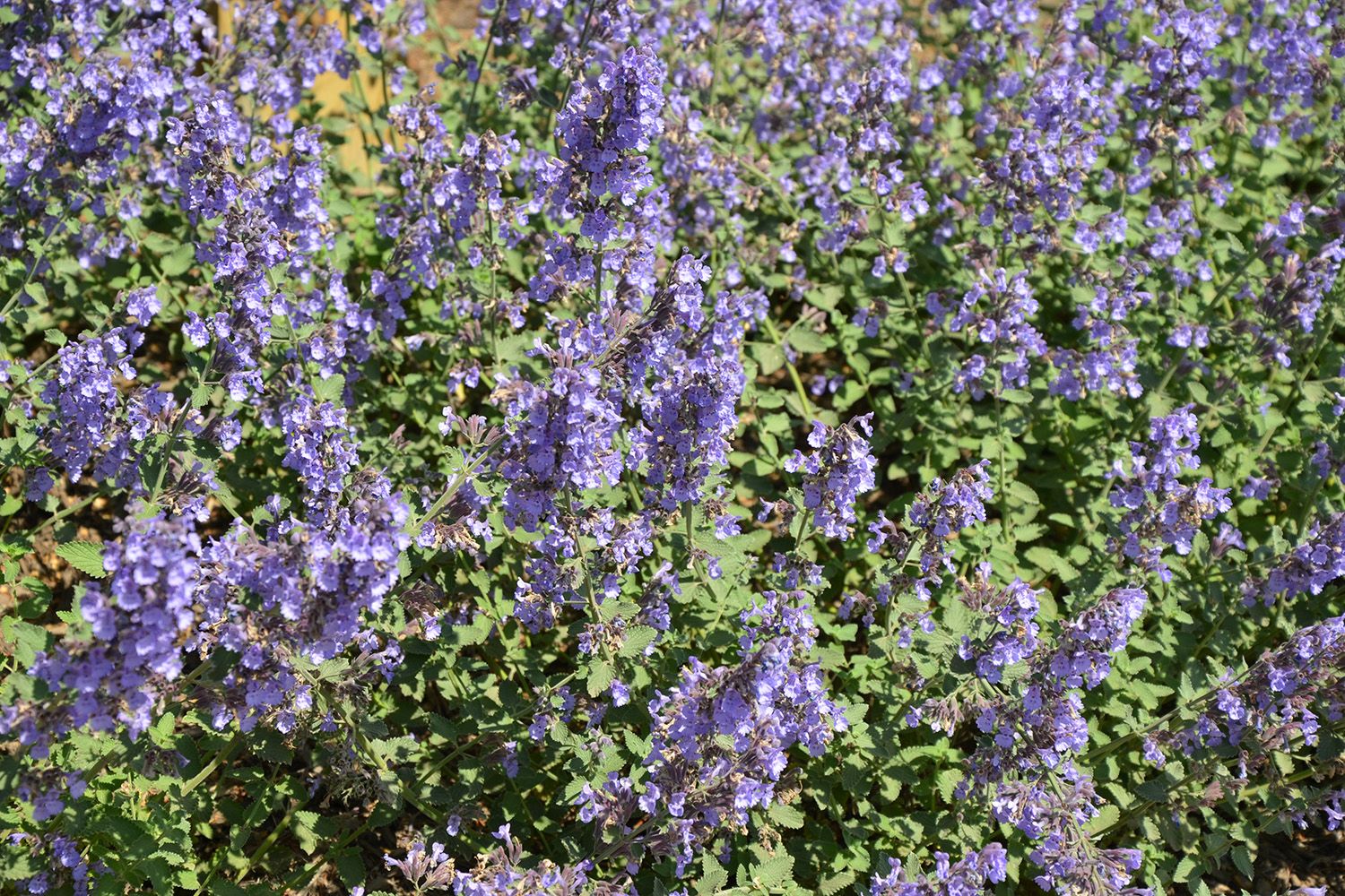 Did you know you can plant in the summer? Patuxent Nursery