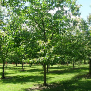 American Chestnut Tree for Sale Maryland Plant Nursery