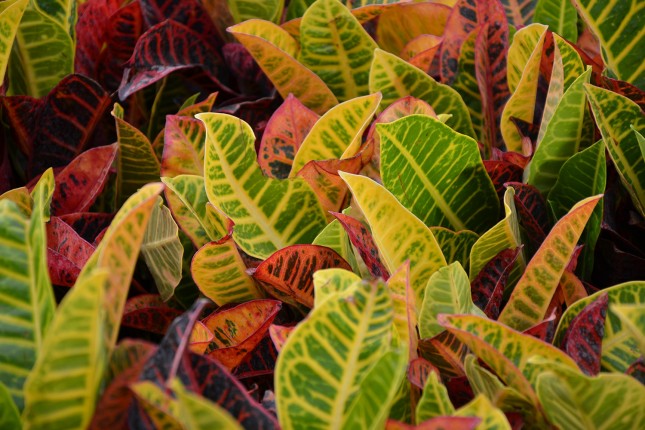 Buy Croton Houseplants at Patuxent Nursery