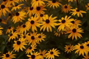 Goldsturm Perennials for Sale Online