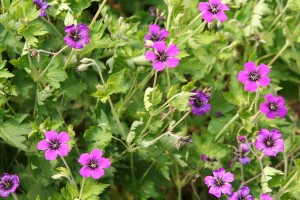 Hardy Geranium Perennials for Sale Online