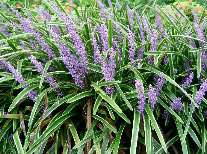 Liriope Groundcover For Sale Maryland Plant Nursery