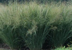 Panicum Grass For Sale Maryland Plant Nursery