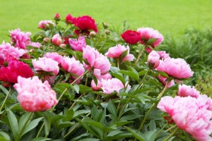 Peony Perennials for Sale Online