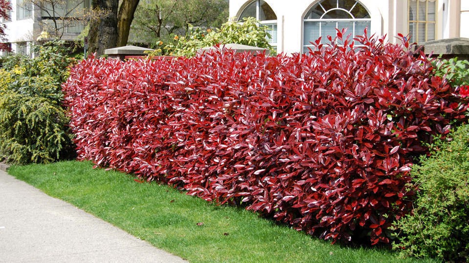 red tip photinia
