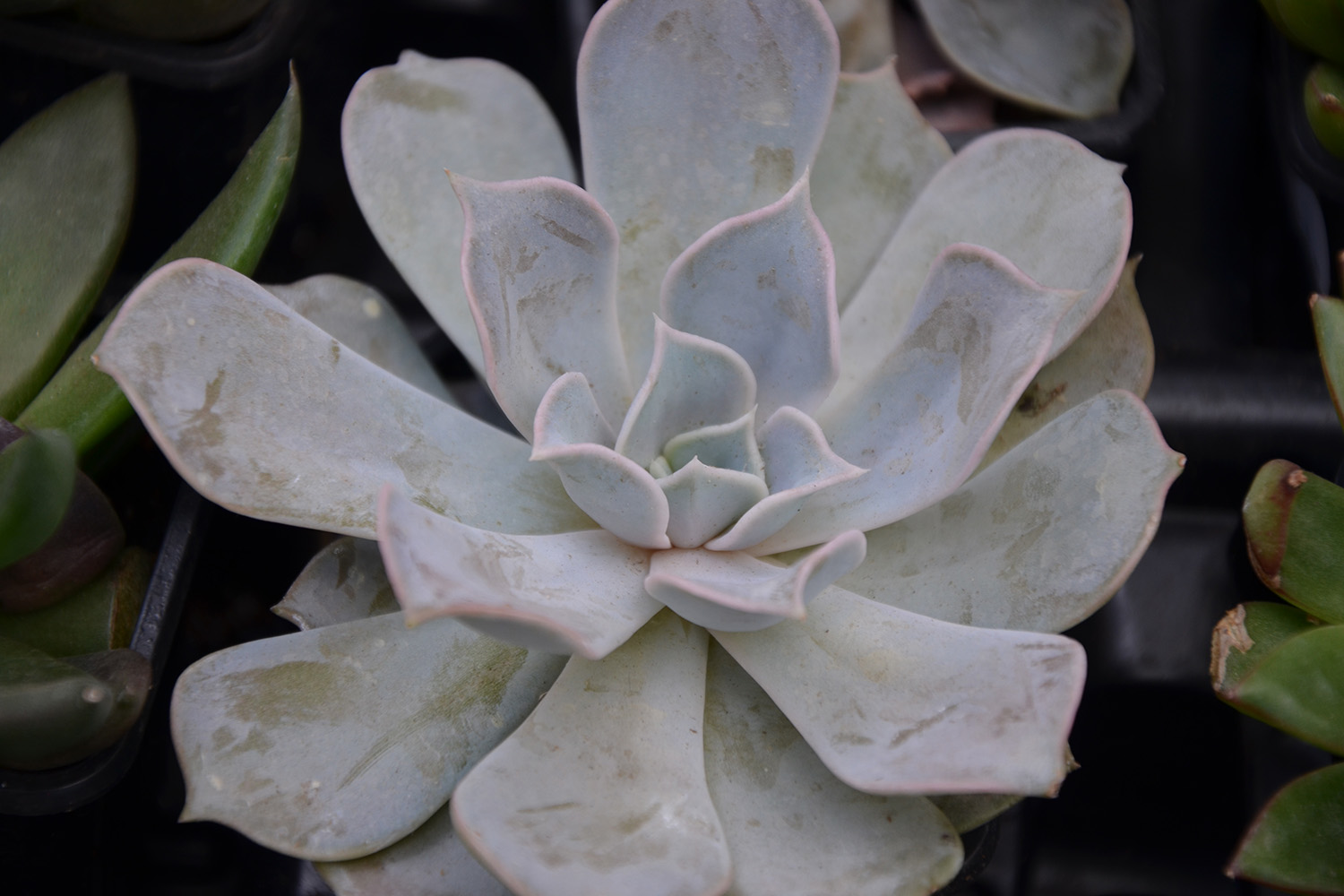 Succulents for Sale - Patuxent Nursery