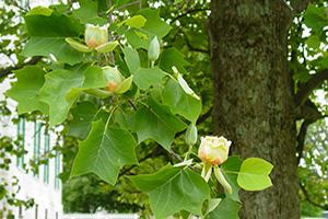 Tulip Poplar Trees for Sale at Patuxent Nursery