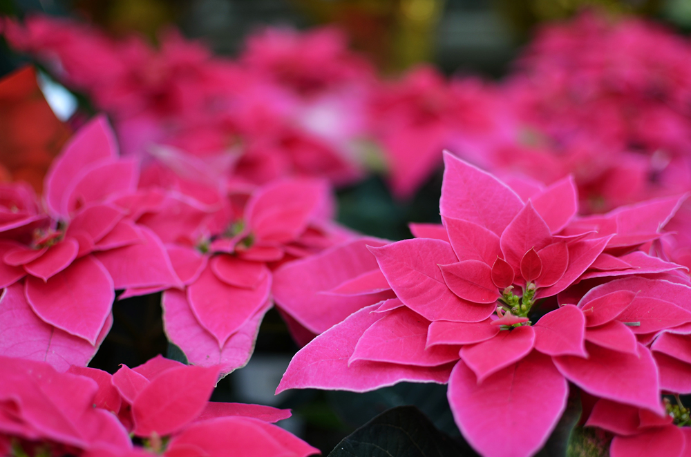 5 Things You Didn't Know About Poinsettias