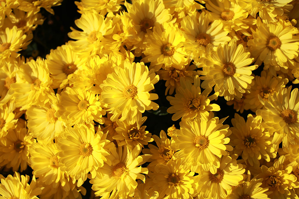 Outdoor Plants for Sale in Bowie, MD from Patuxent Nursery