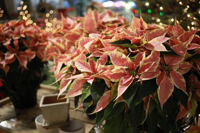 Poinsettias07