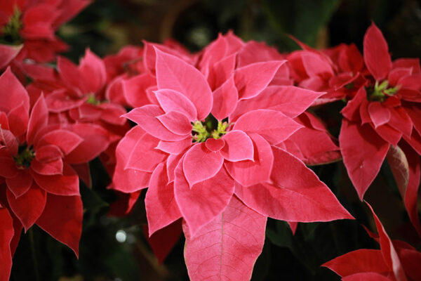 Poinsettias at Patuxent Nursery Poinsettias at Patuxent Nursery